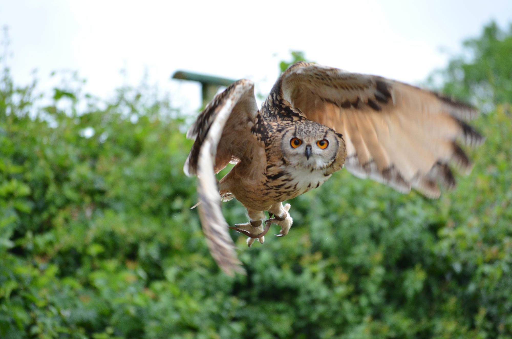 Suffolk Owl Sanctuary