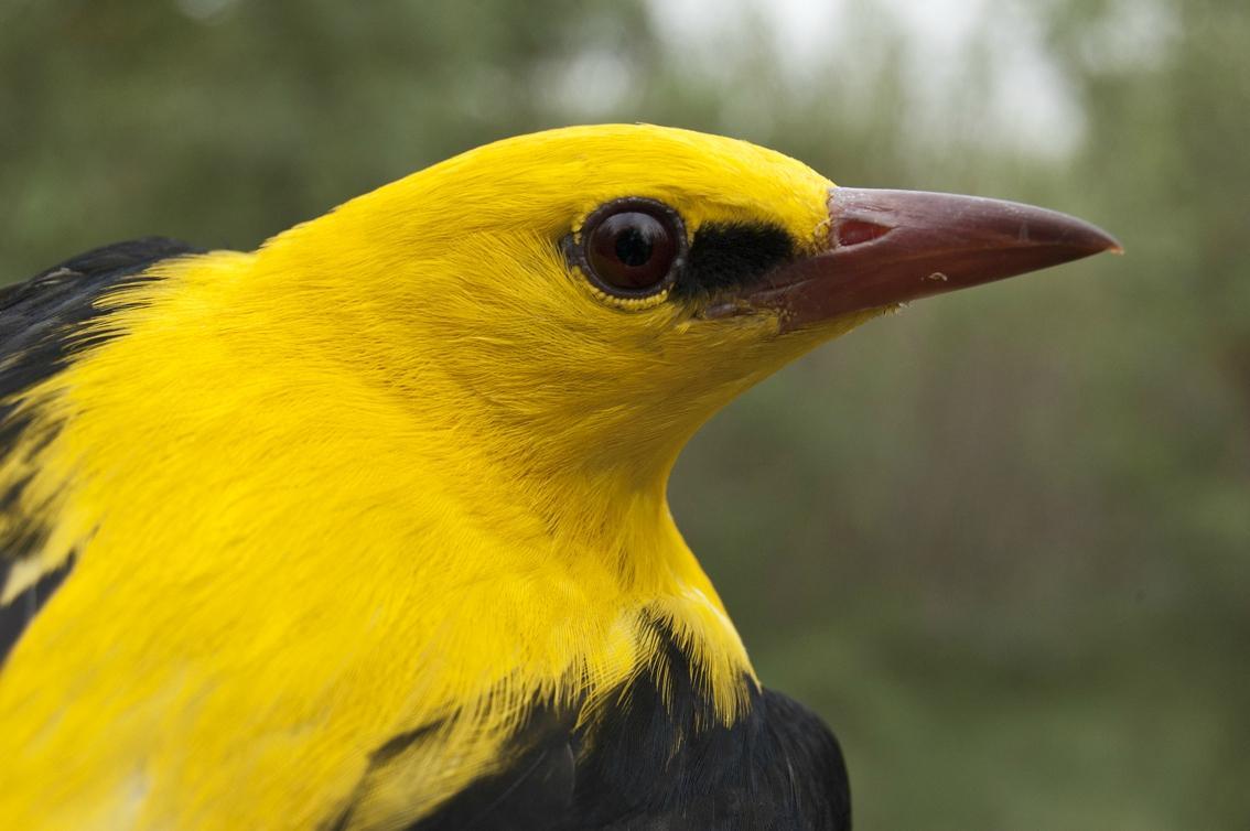 Corax Adventures - Birding Tours