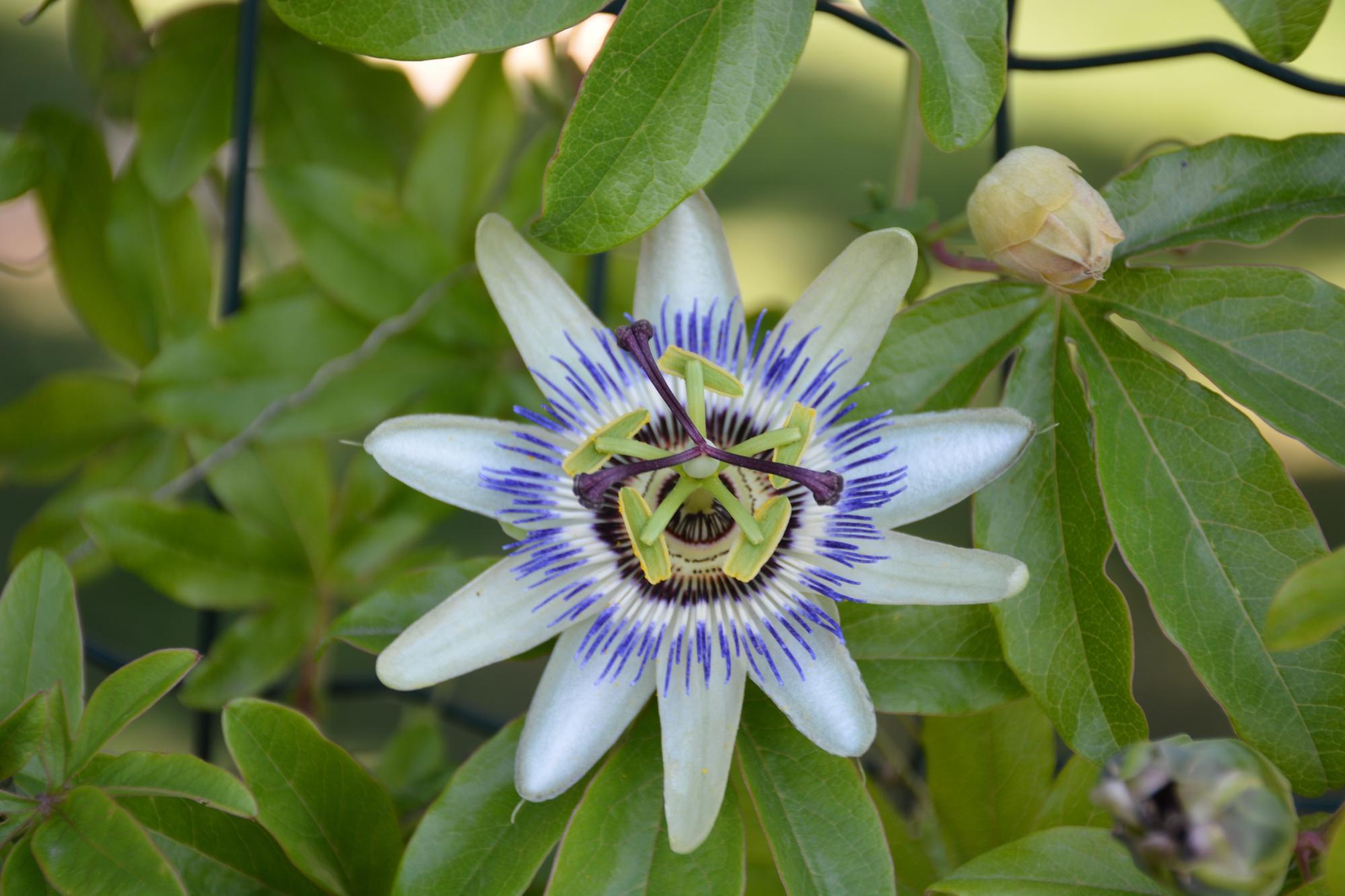 Orto Botanico Friulano