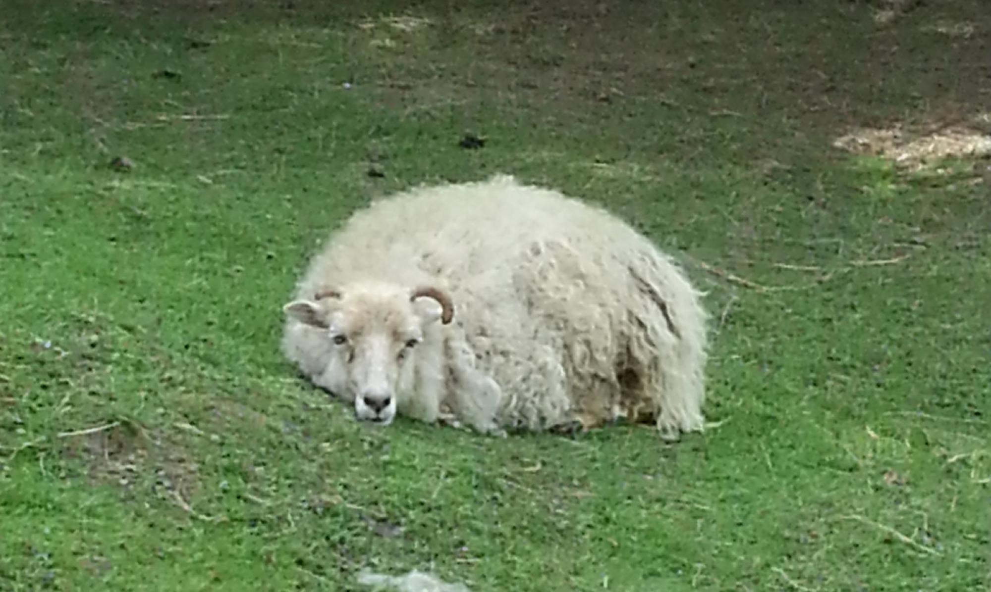 Tierpark Bad Pyrmont