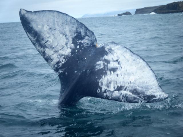 Whale's Tail Charters