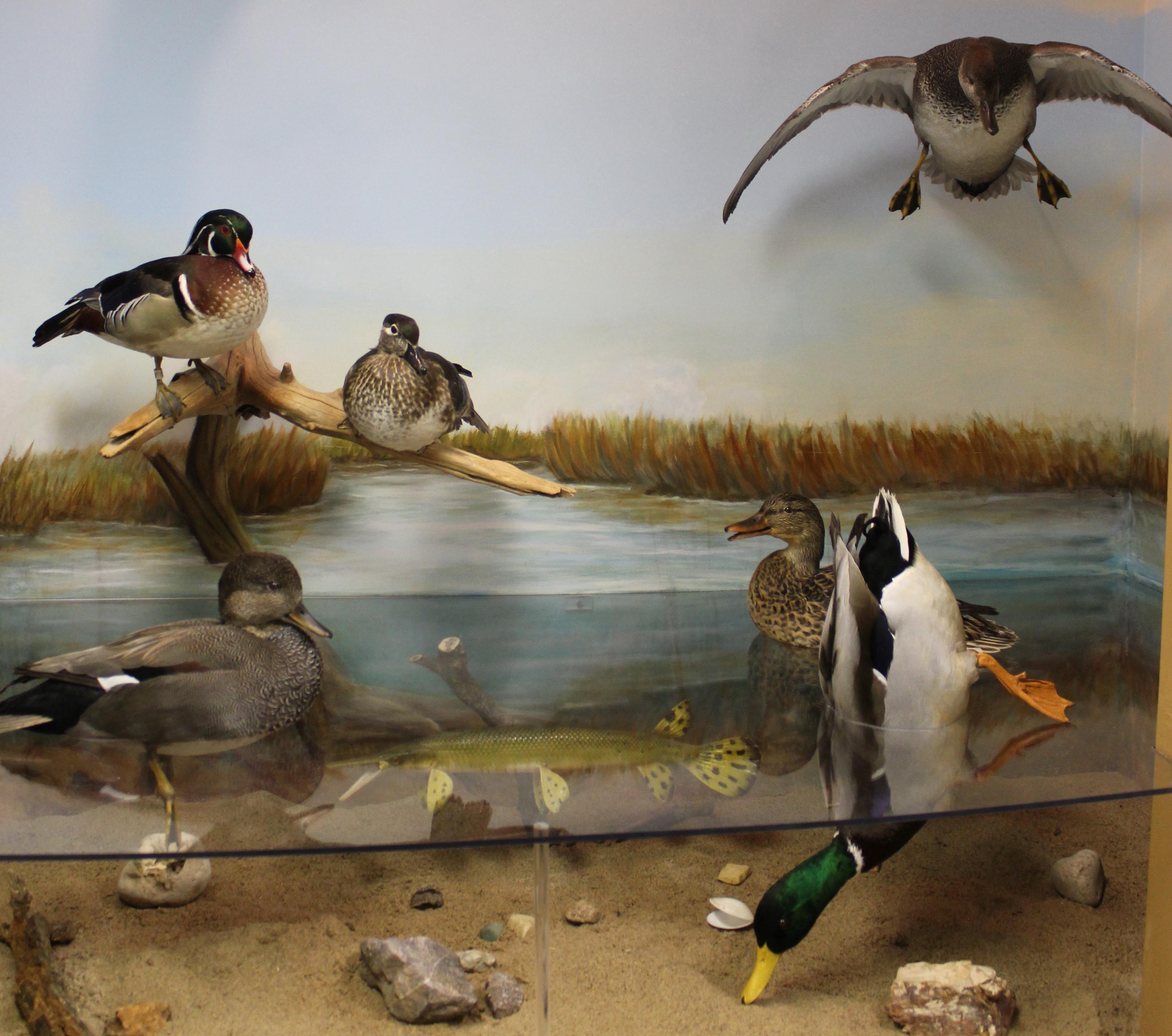 Flyways Waterfowl Experience