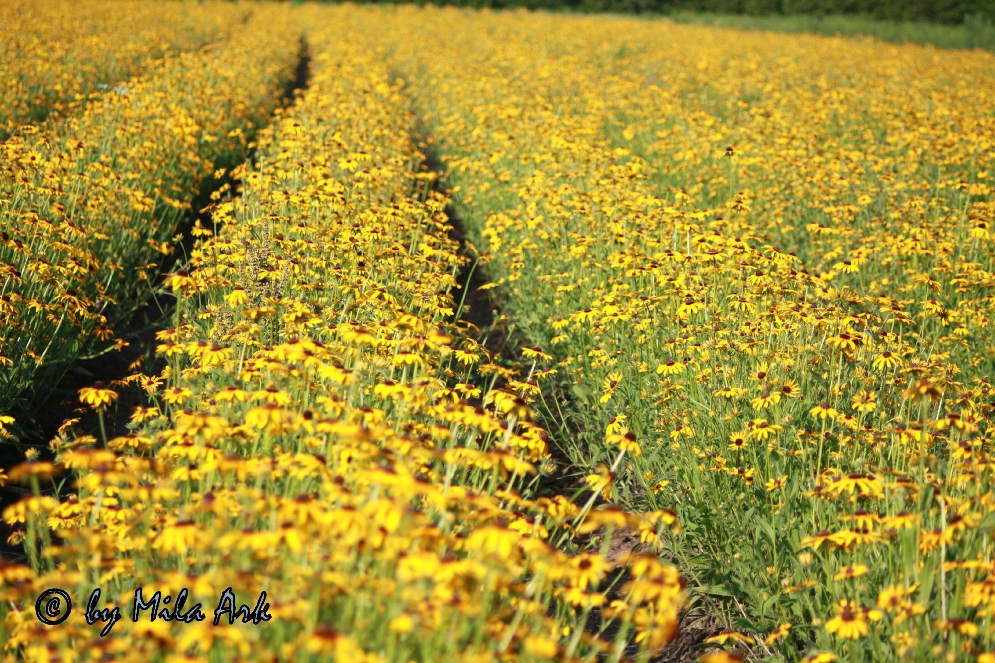 Dalewood Conservation Area