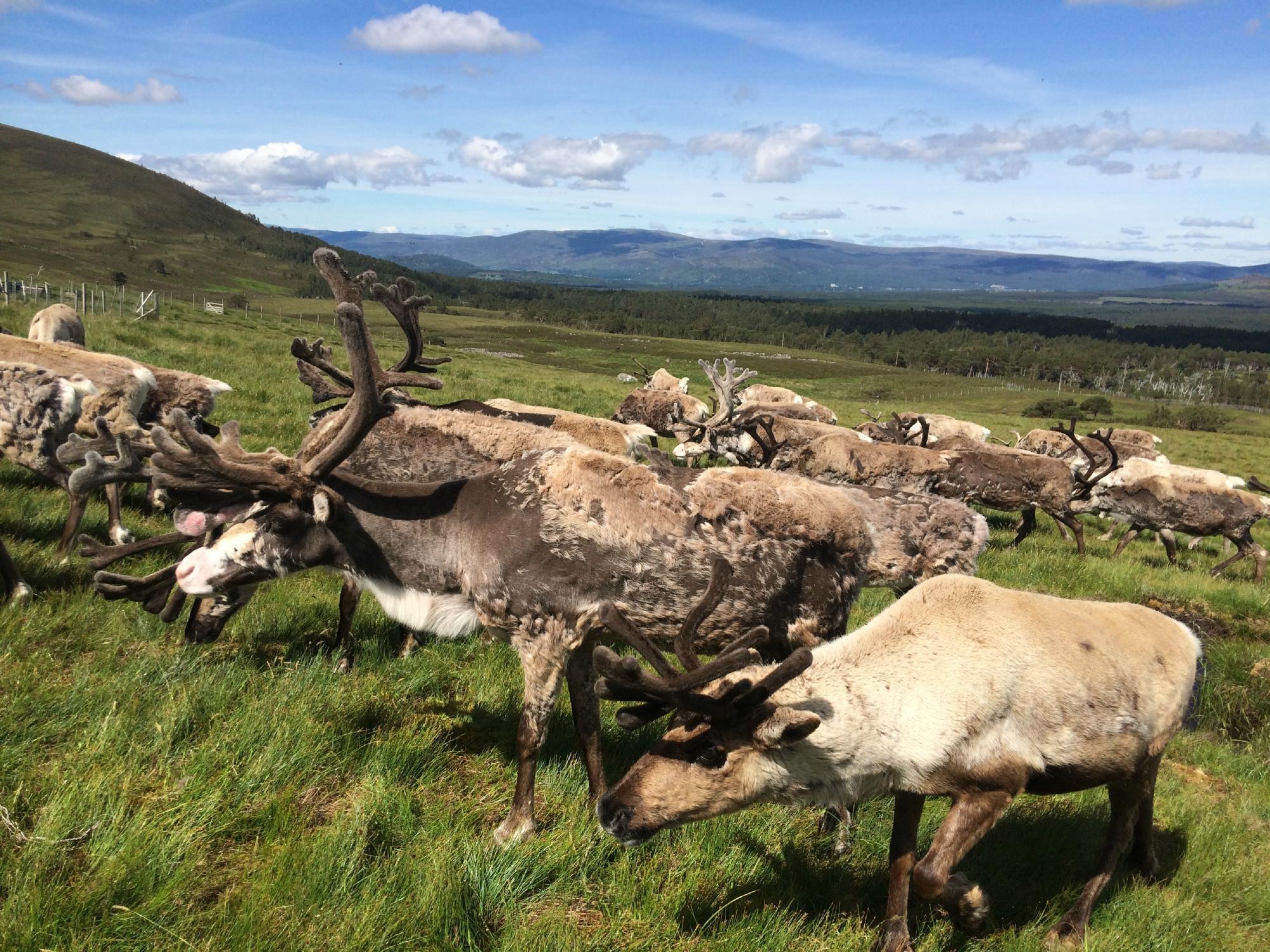 Cairngorm Reindeer Herd