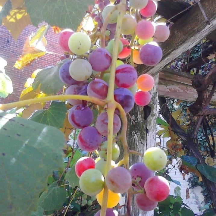 Solomons Island Winery