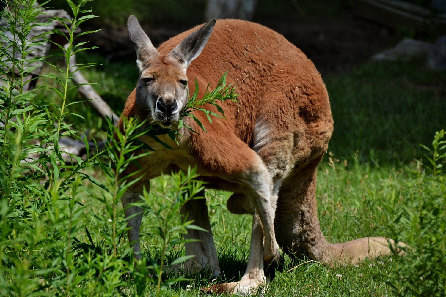 Saunders Country Critters Zoo