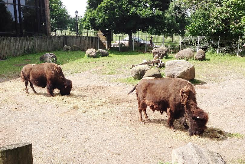 The Buffalo Zoo