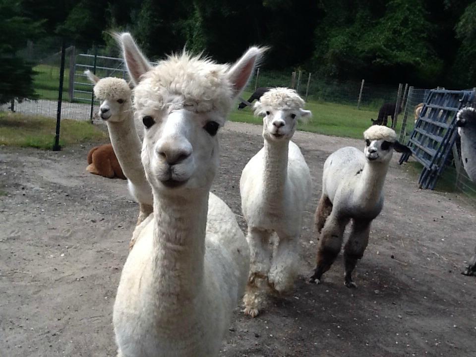 Jersey Shore Alpacas