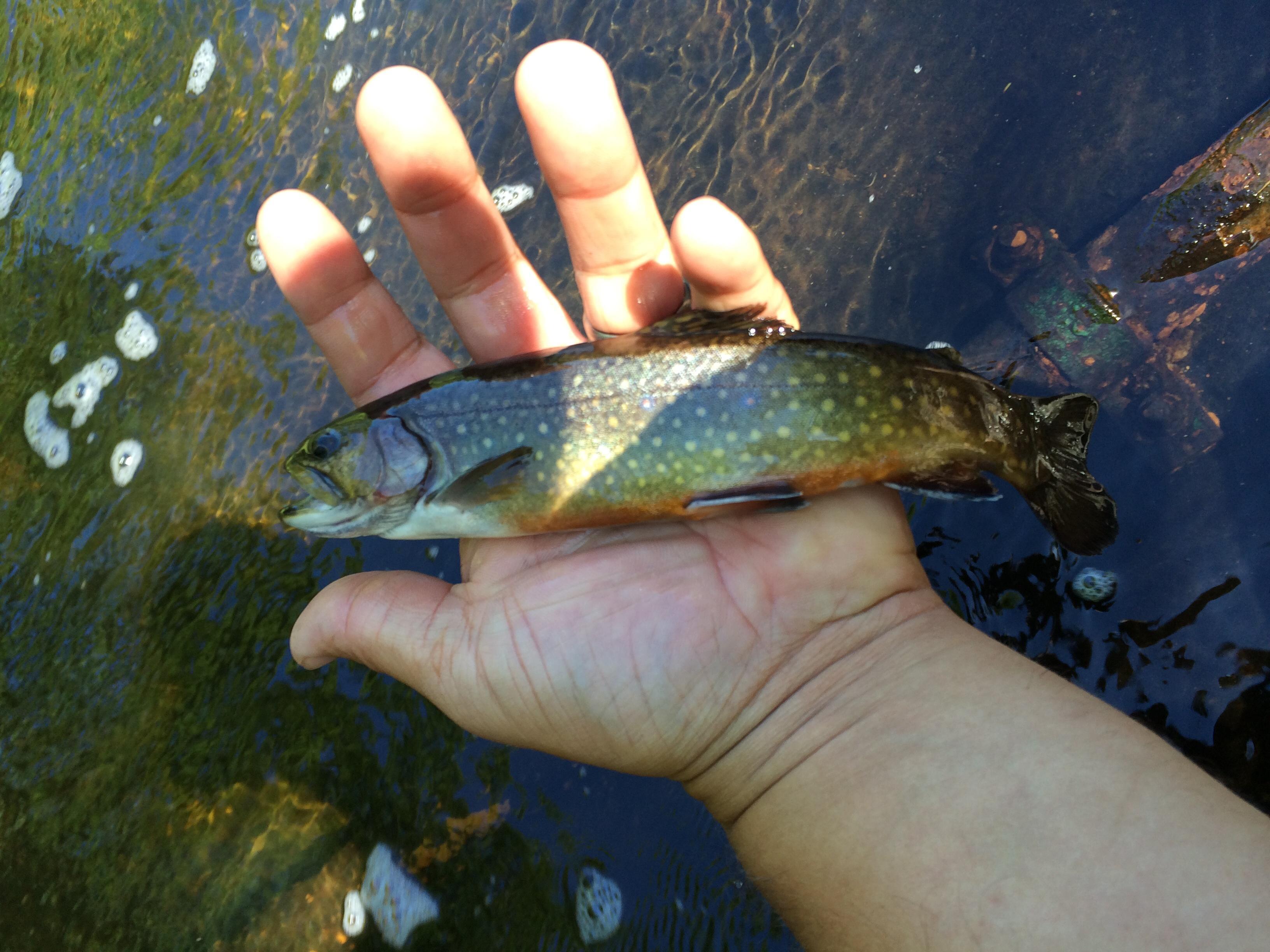 Bitzer Fish Hatchery
