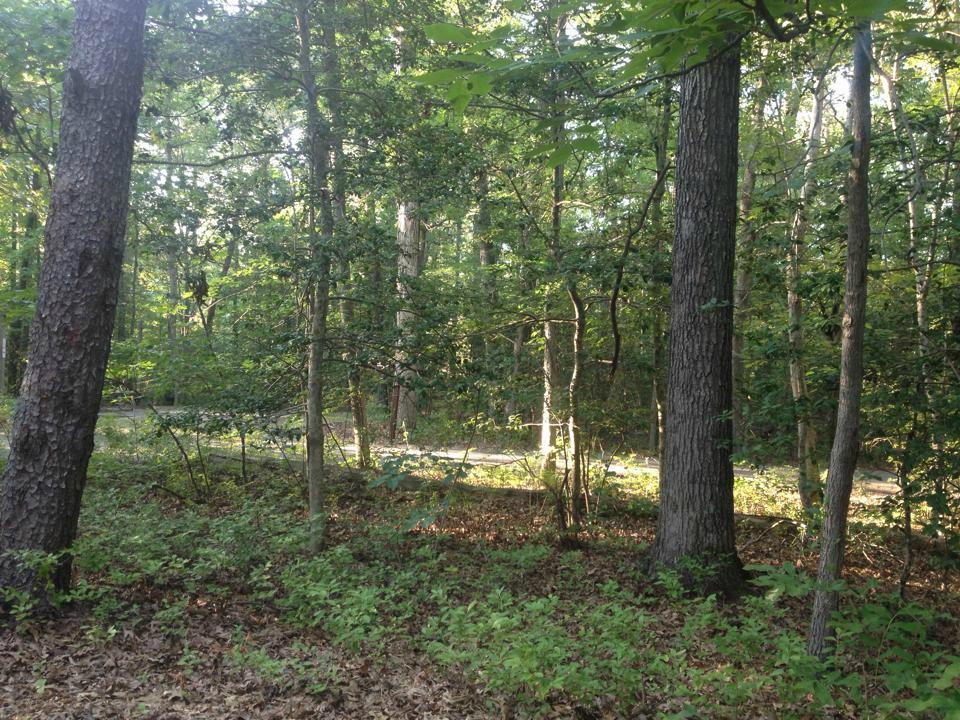 Cedarville State Forest