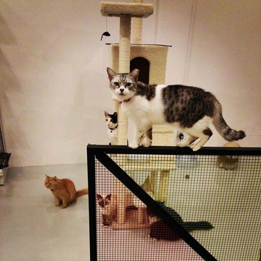The Cat Cafe