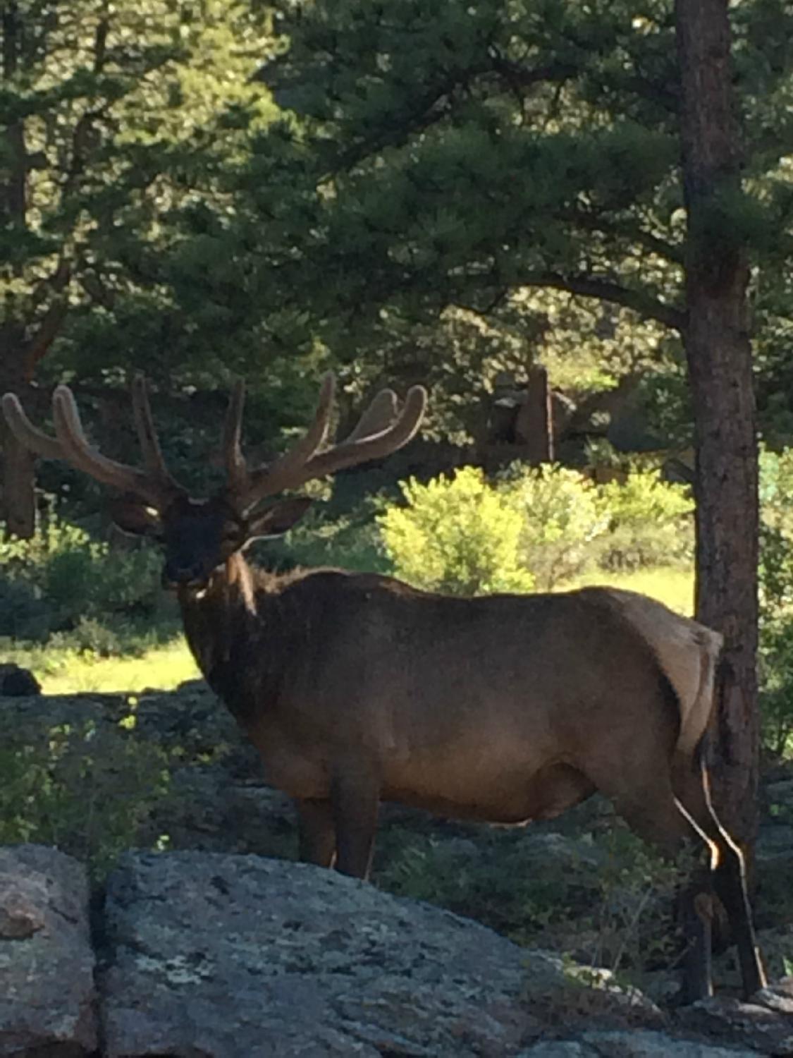 Glacier Creek Stables