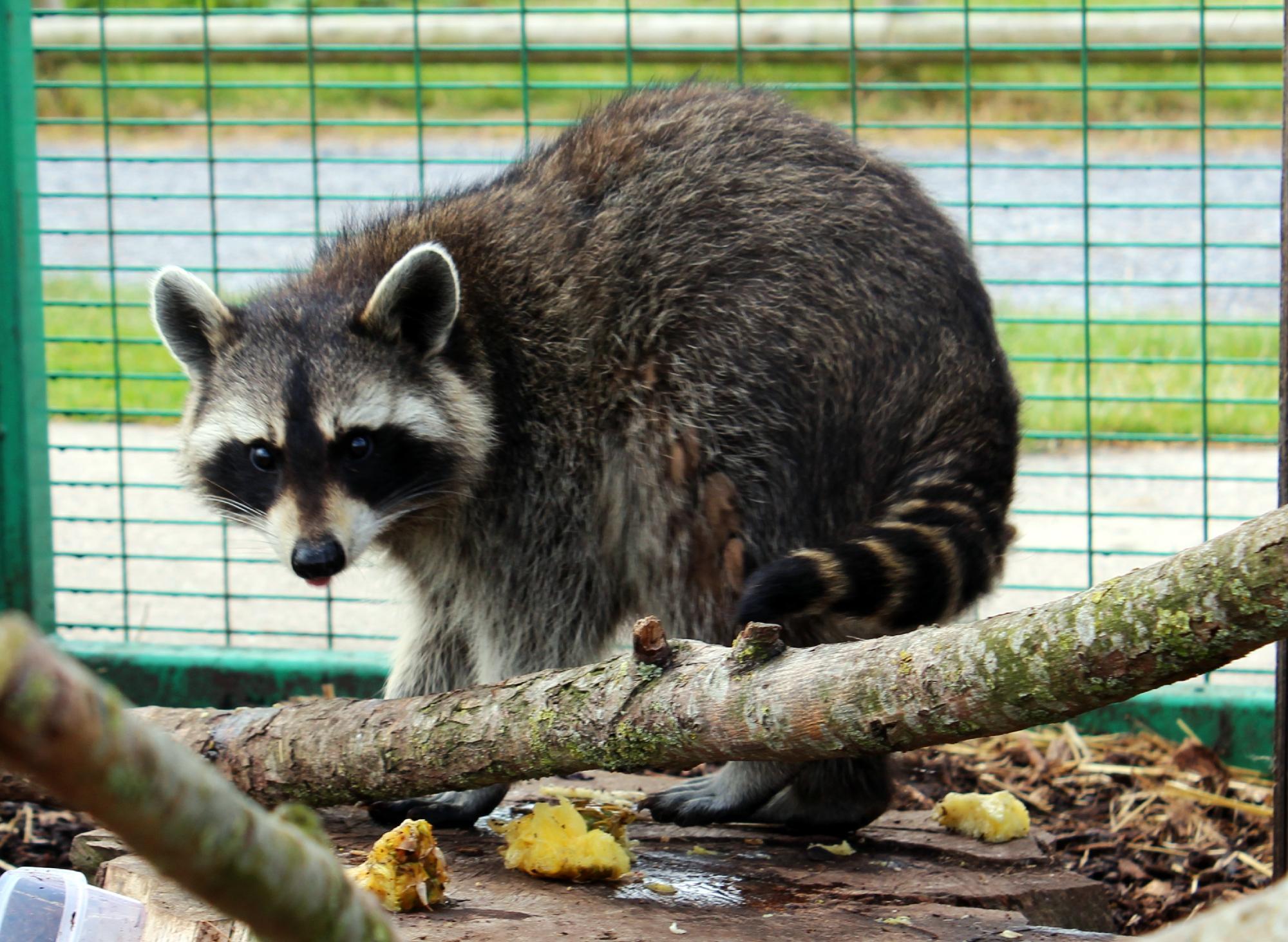 Animal Farm Adventure Park