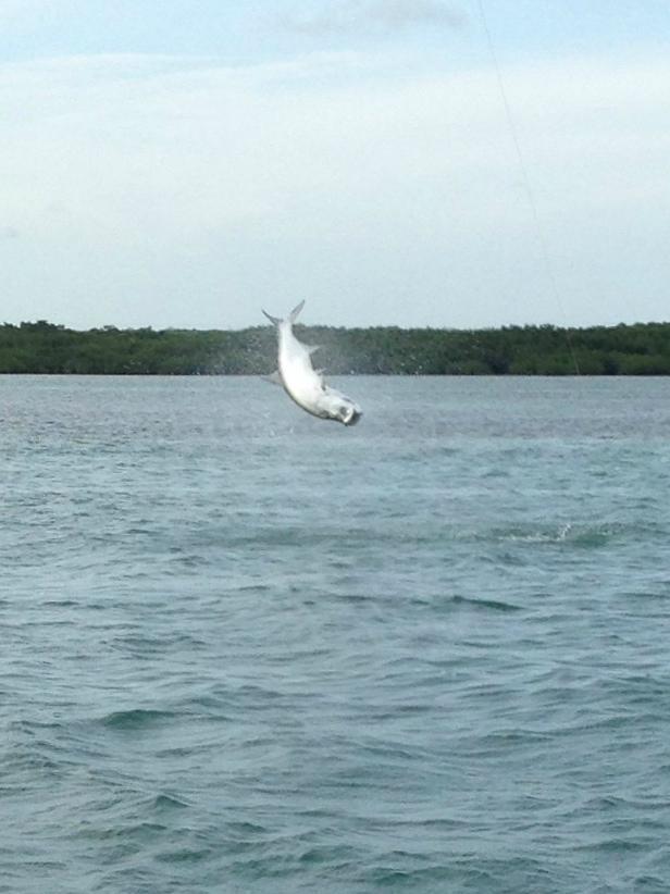 Captain John Johansen Fishing Charters