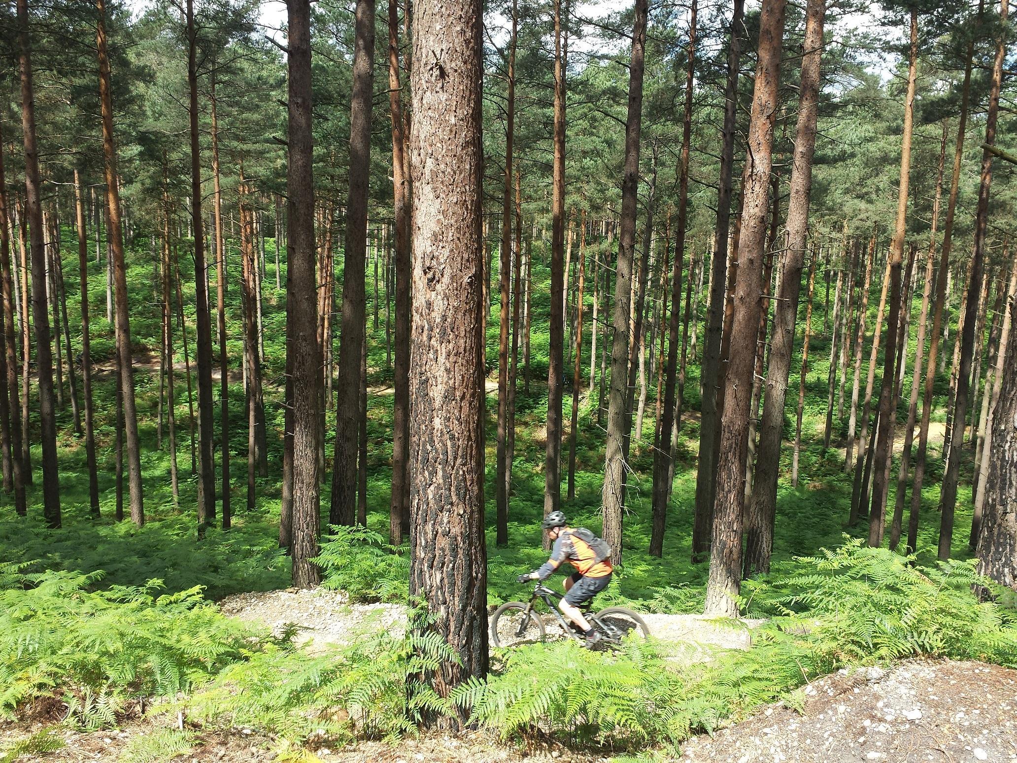 Swinley Forest Bike Trails