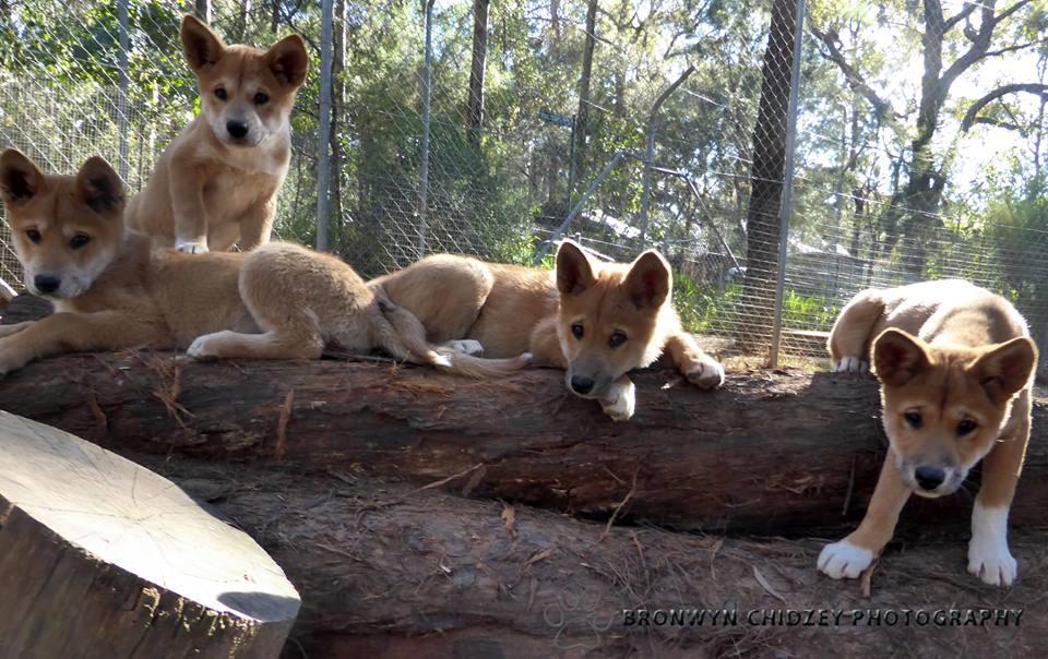 Dingo Sanctuary