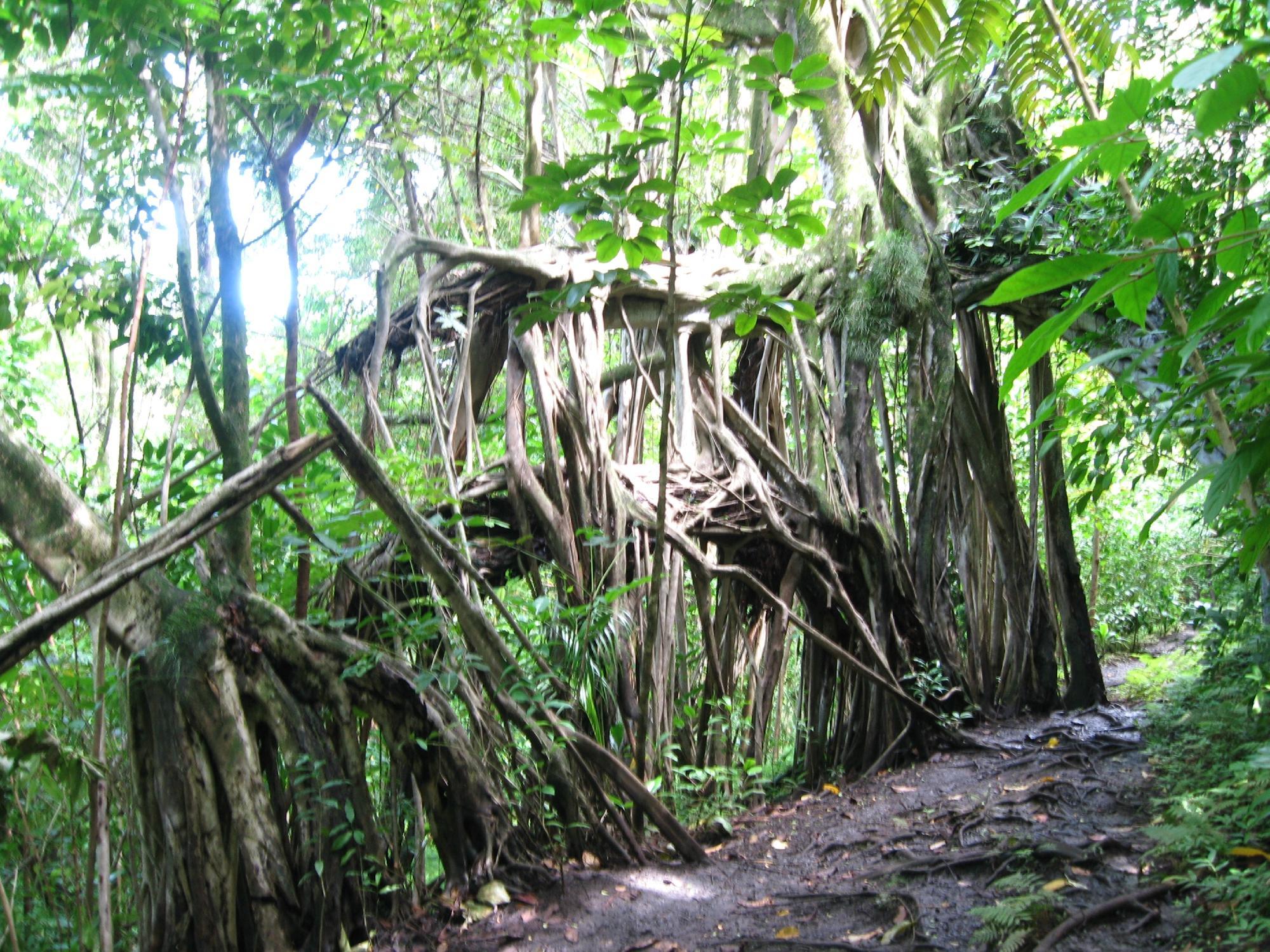 Makiki Valley Trail