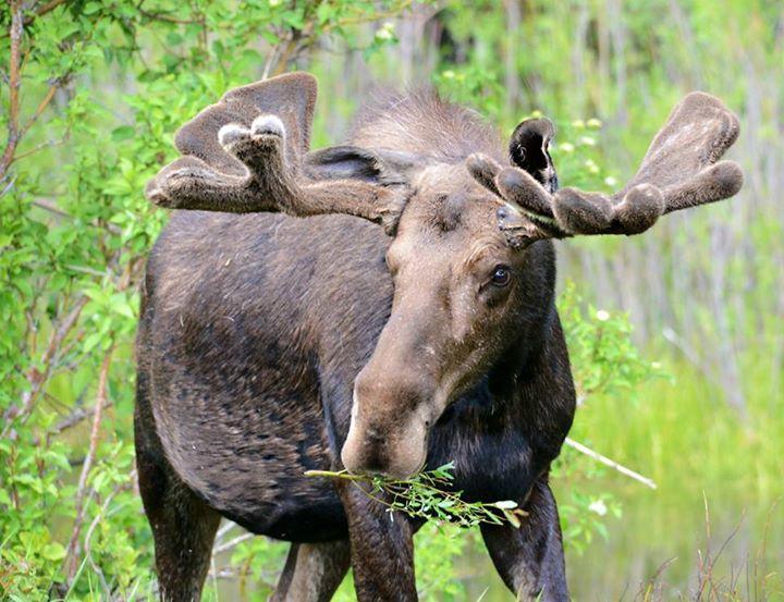 BrushBuck Wildlife Tours