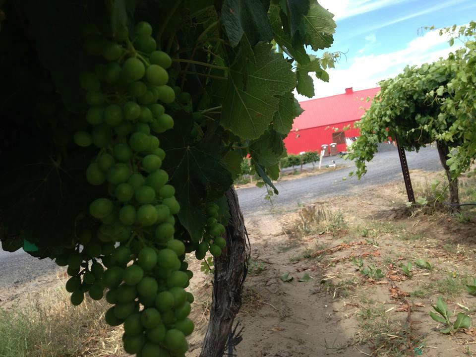 Alexandria Nicole Cellars