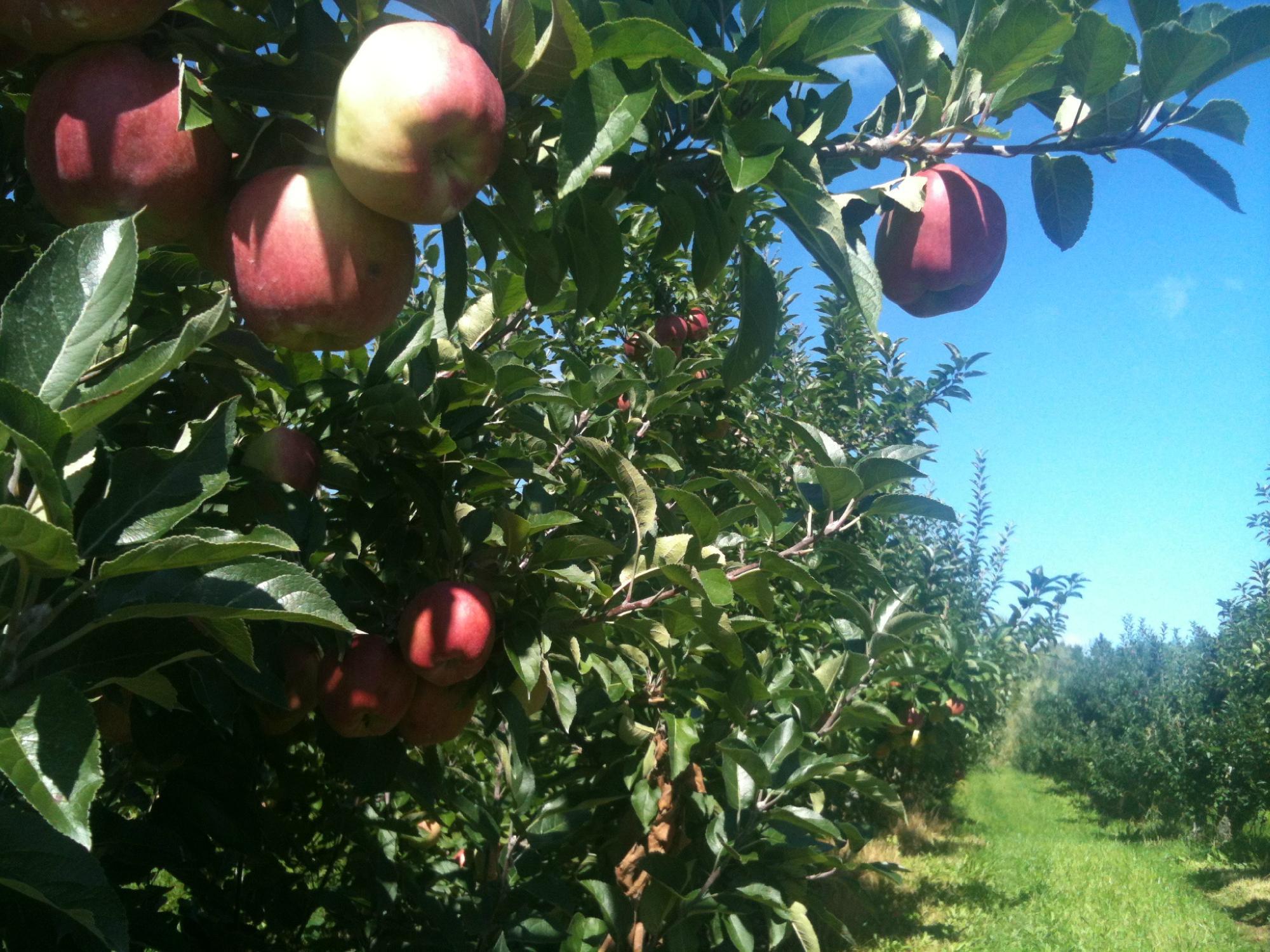 Country Apple Orchard Farm Inc