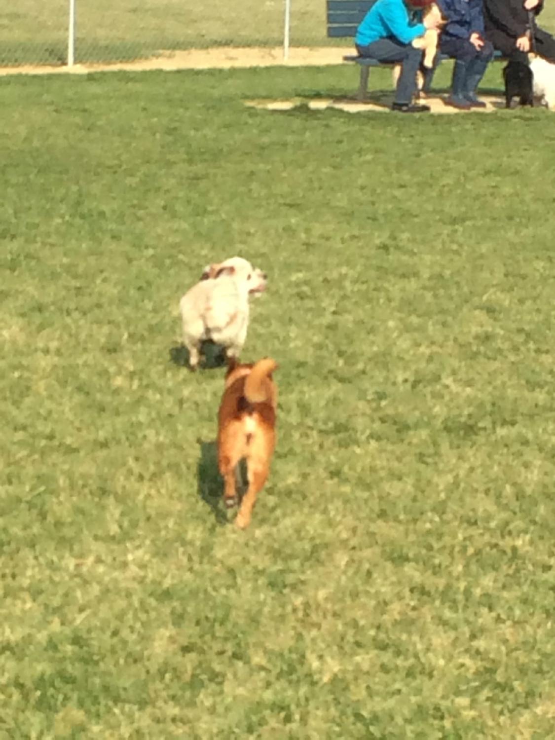 Levels Road Dog Park