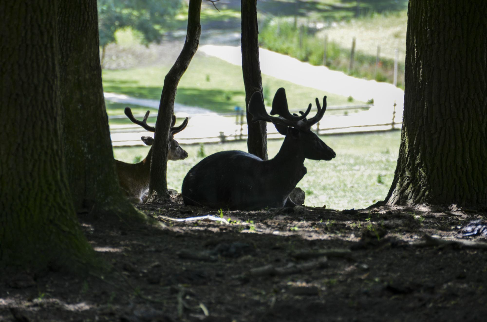 Wildpark Ernstbrunn