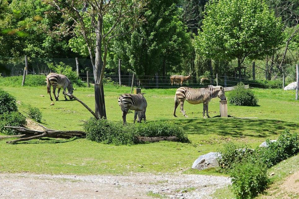 Tierwelt Herberstein