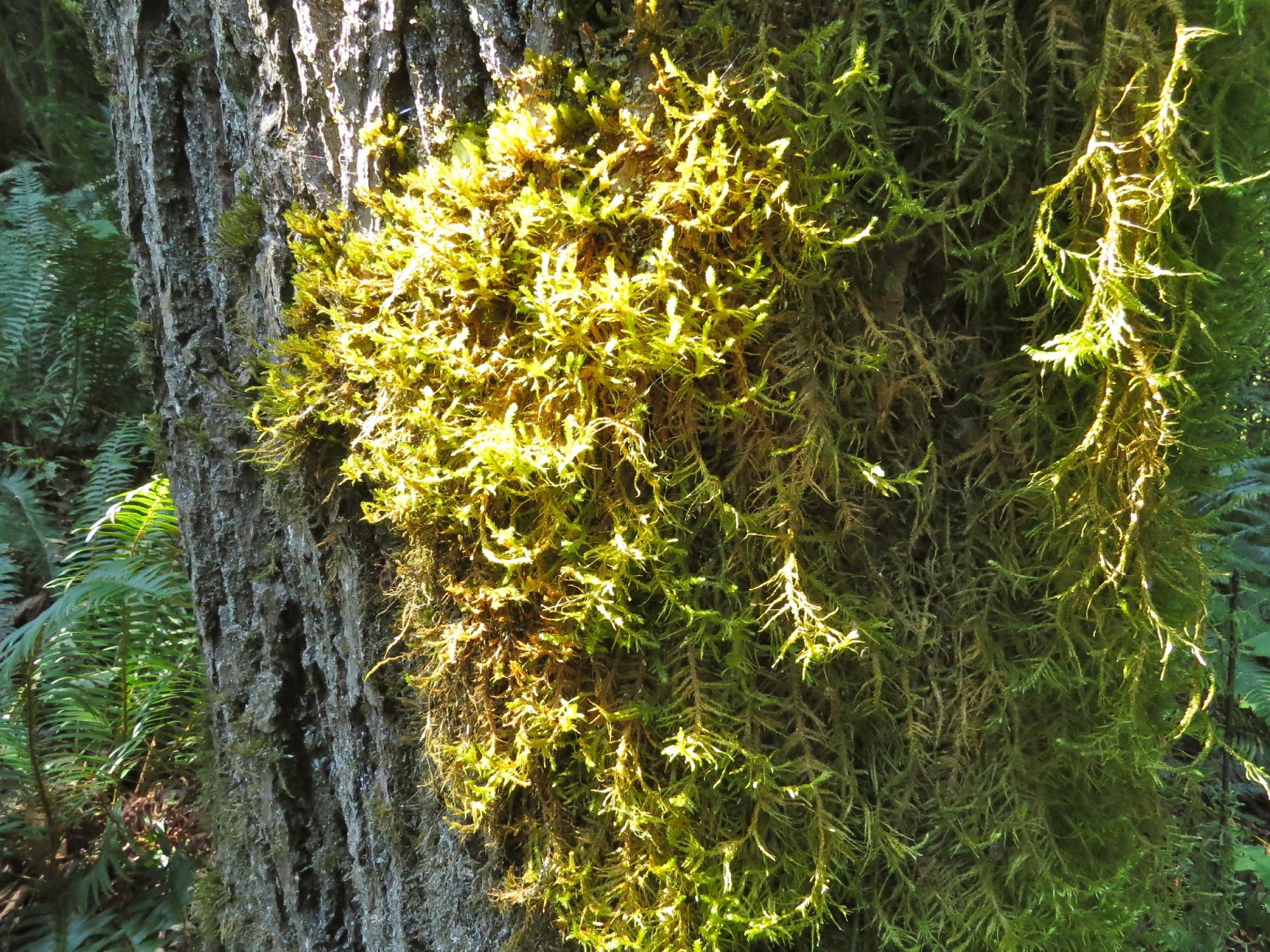 The Seven Sisters Trail