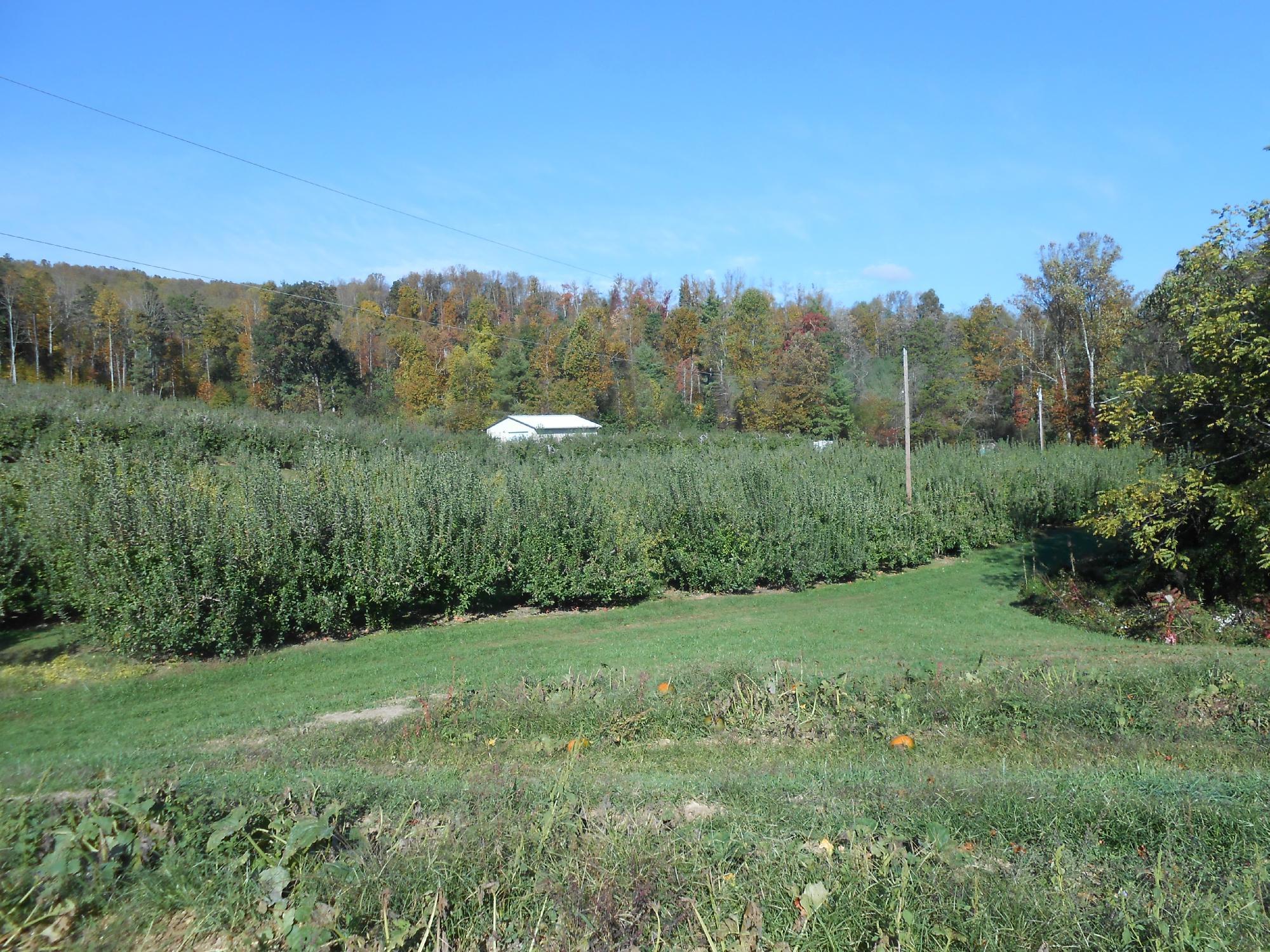 Stepp's Hillcrest Orchard
