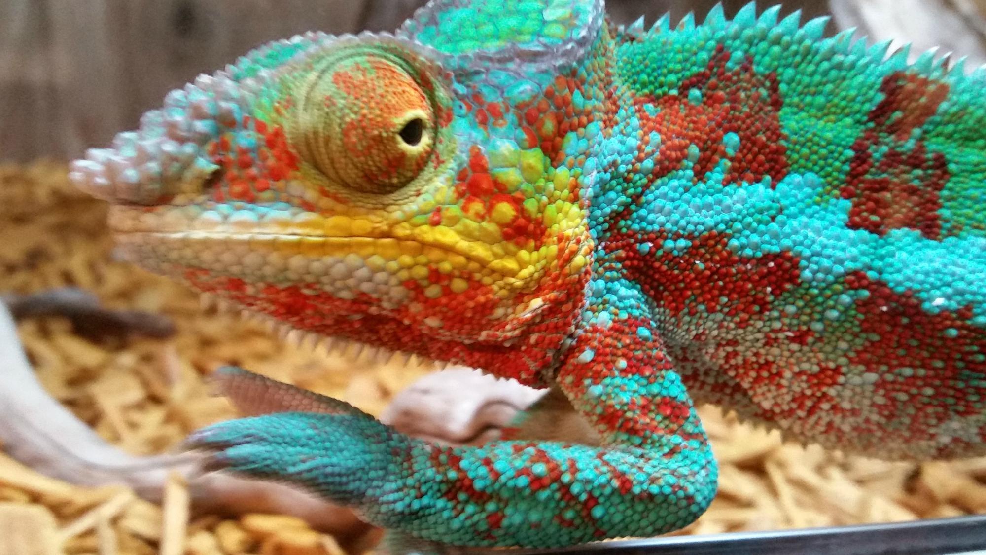 Reptilarium du Larzac