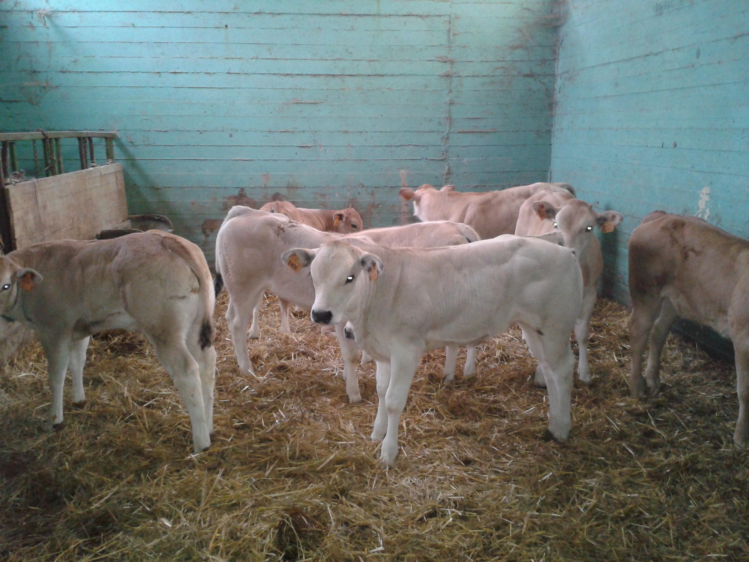 La Bella Fattoria B&B