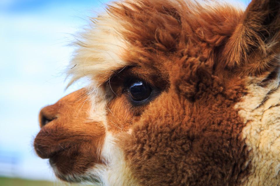 Serano Alpacas & Yarns