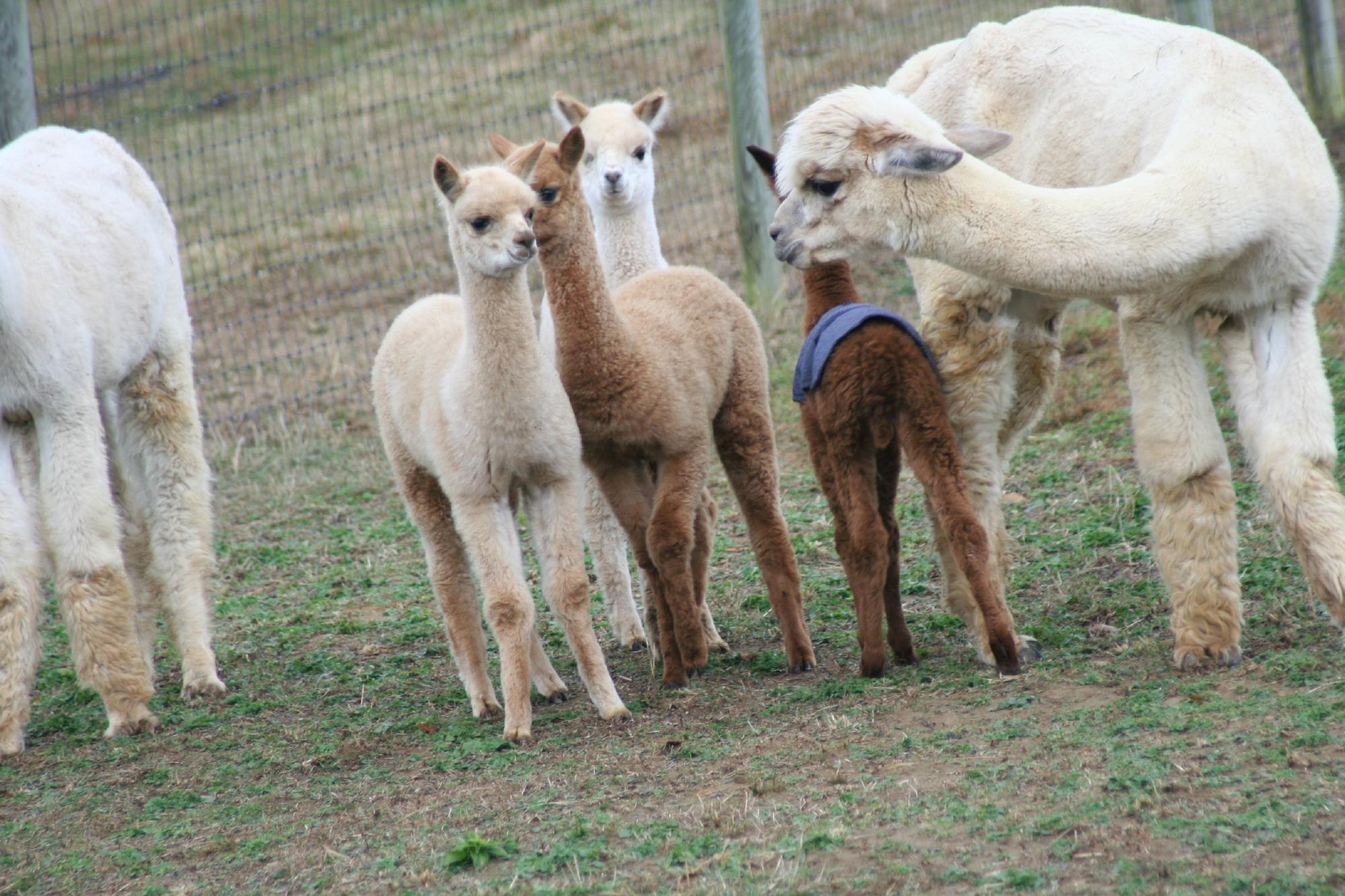 Dreamland Alpacas