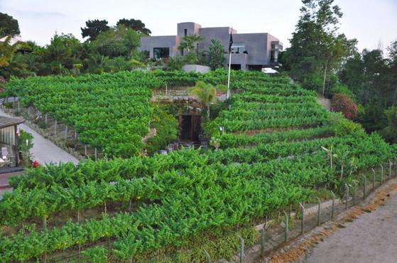 Newport Beach Vineyards & Winery