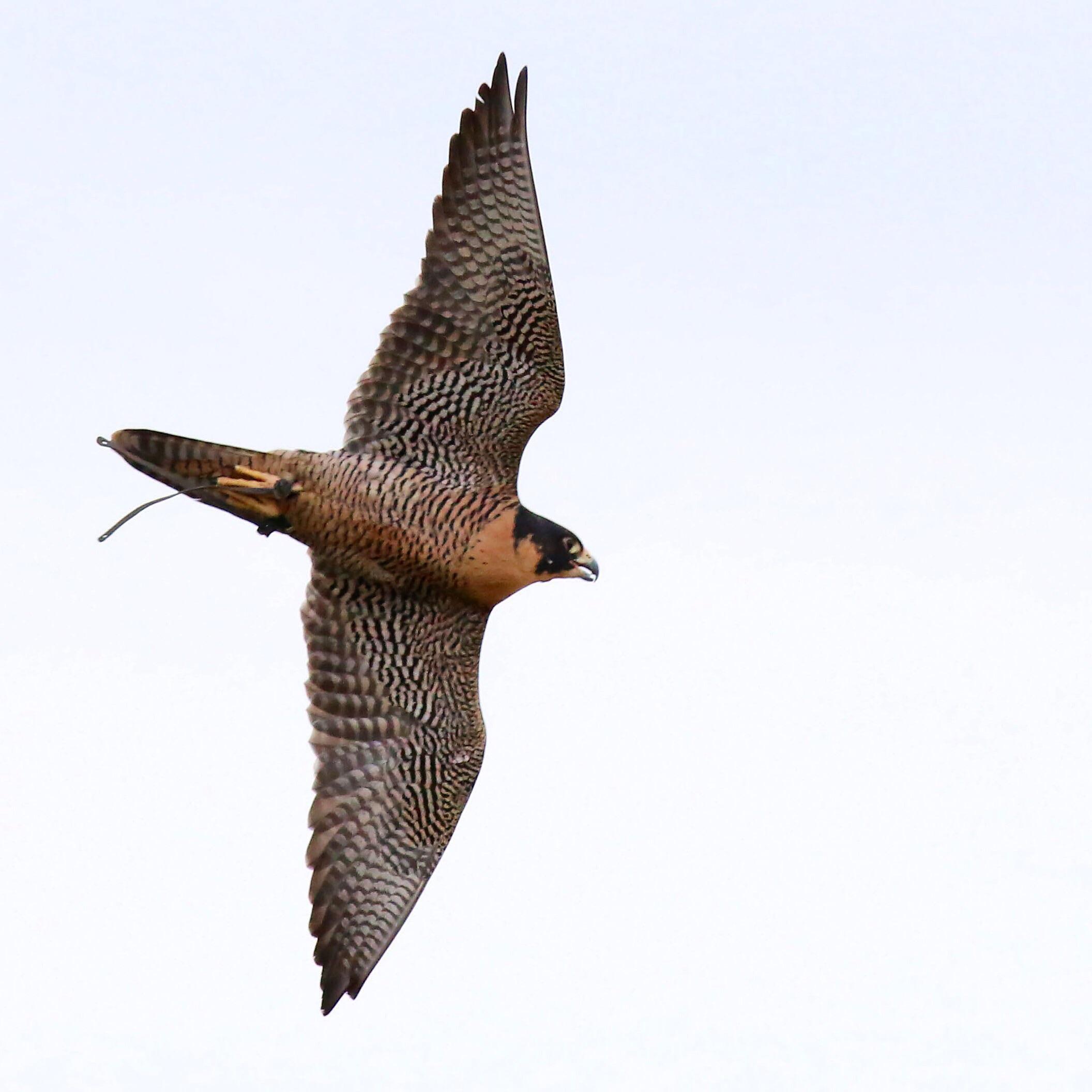 Avian Reconditioning Center