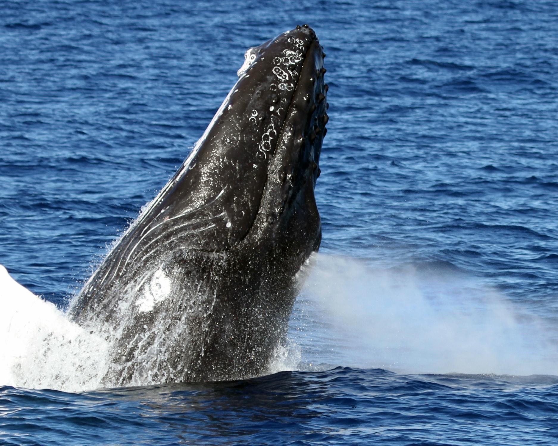 Wild Side Specialty Tours