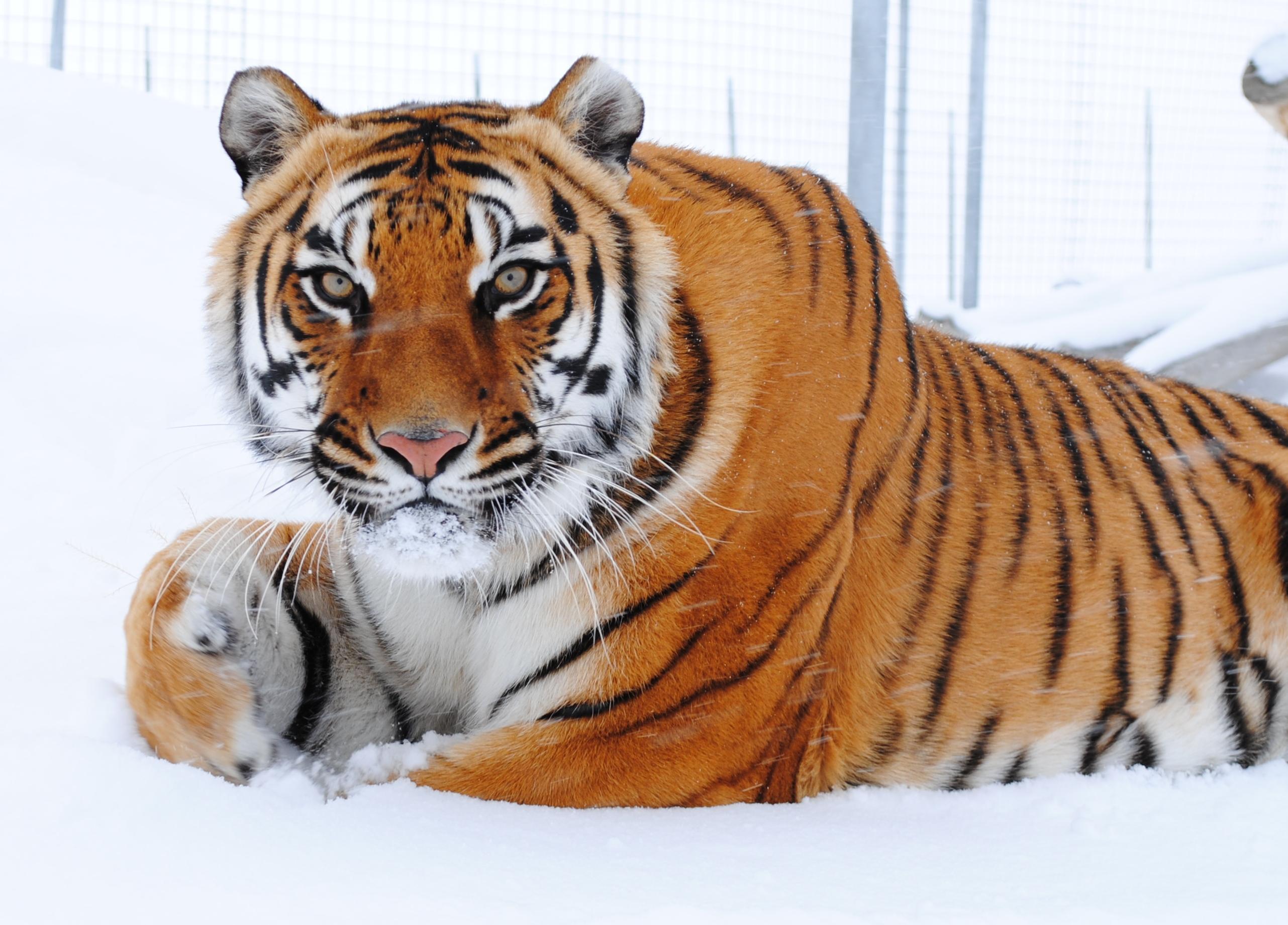 Safe Haven Wildlife Sanctuary
