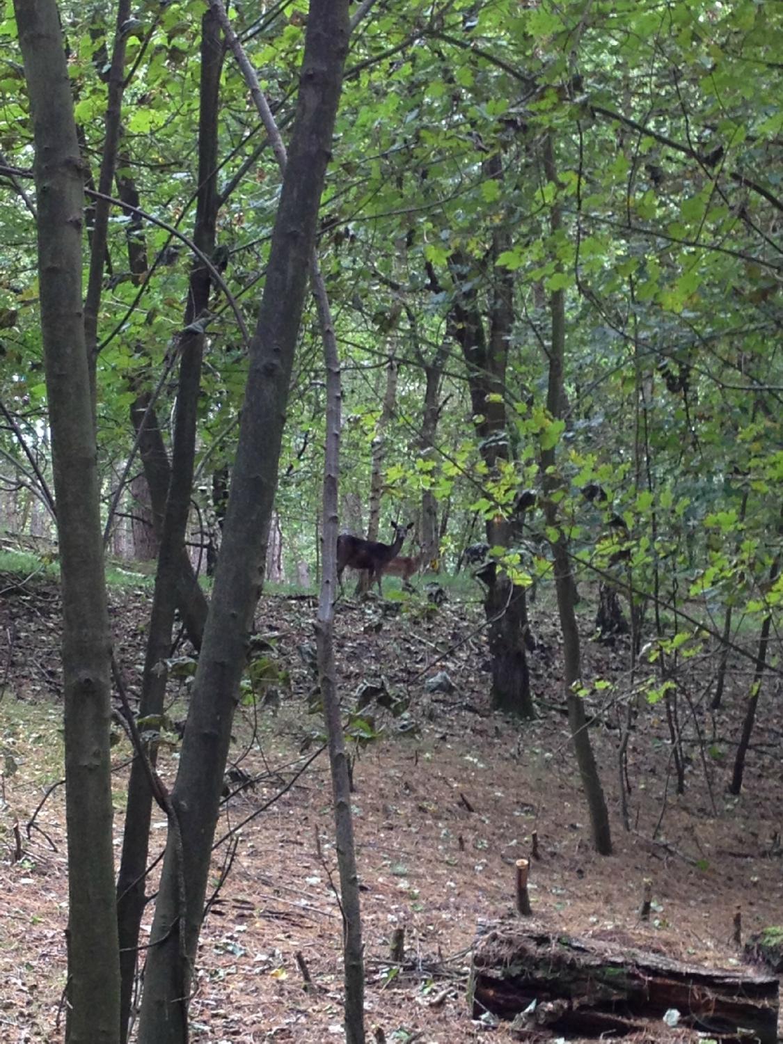 Amsterdamse Waterleidingduinen