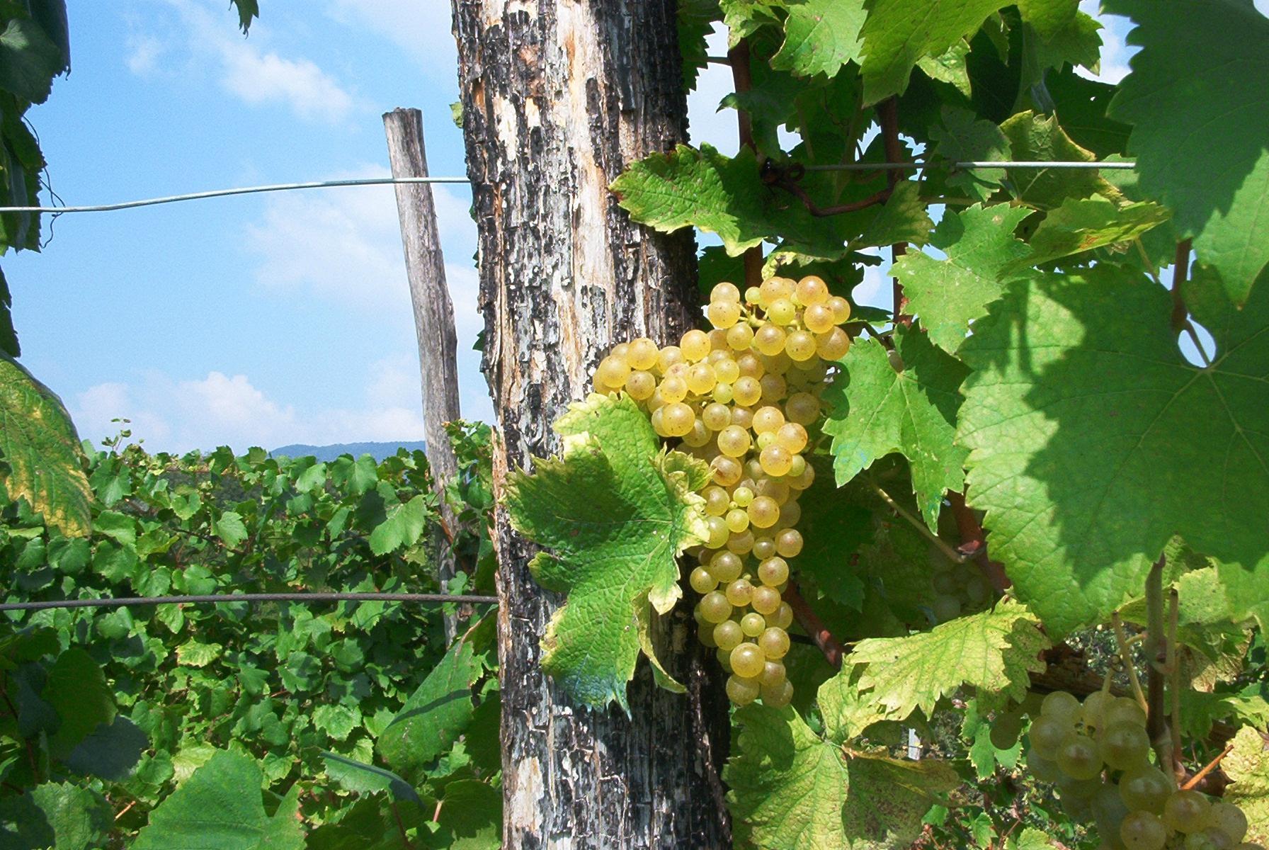 Az. Agr. Marco Cecchini