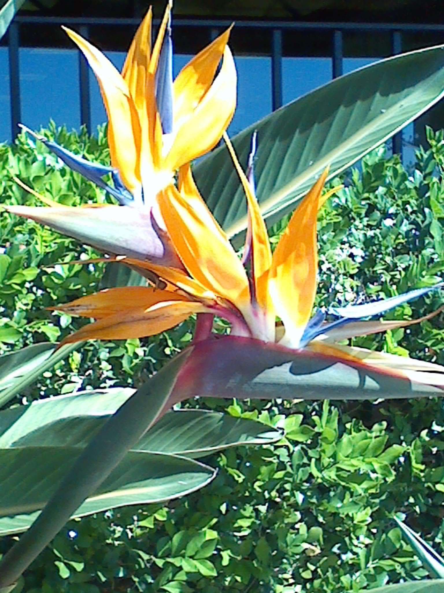 Makaha Resort And Golf Club