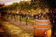 Grovedale Winery & Vineyards