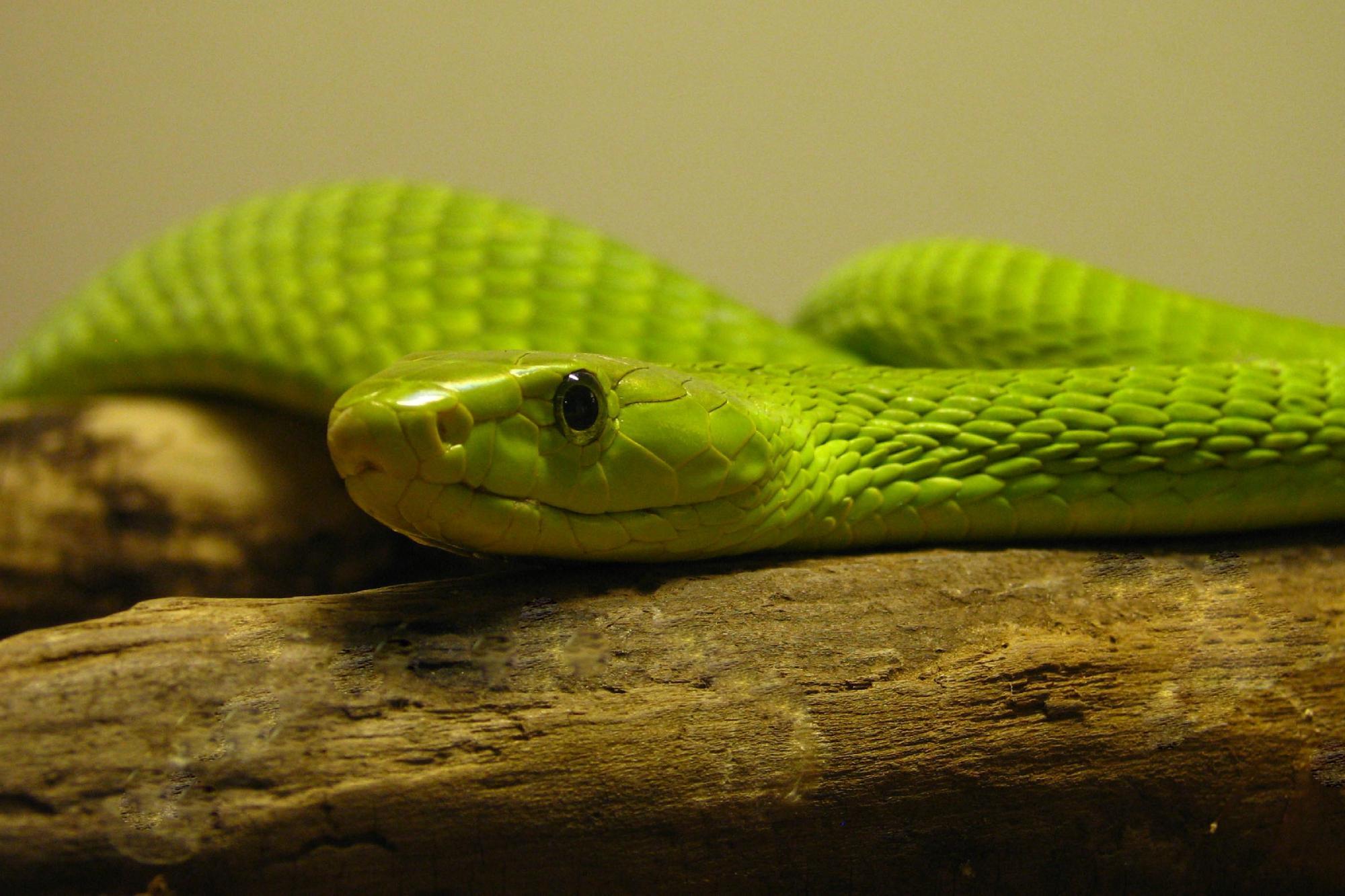 Kentucky Reptile Zoo