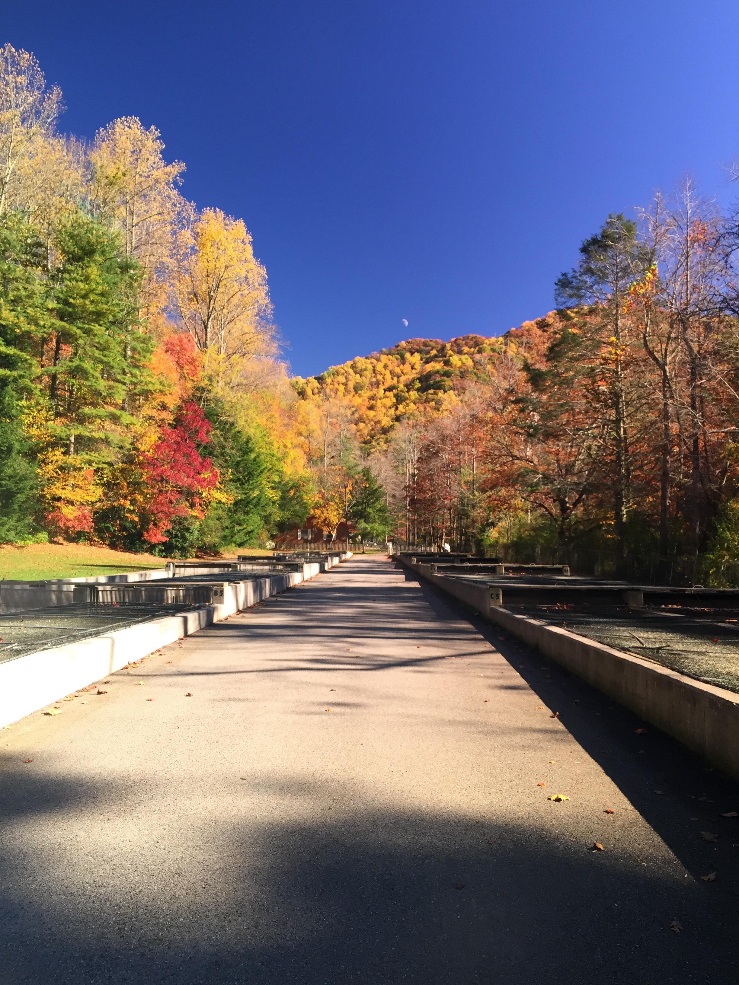 Tellico Trout Hatchery