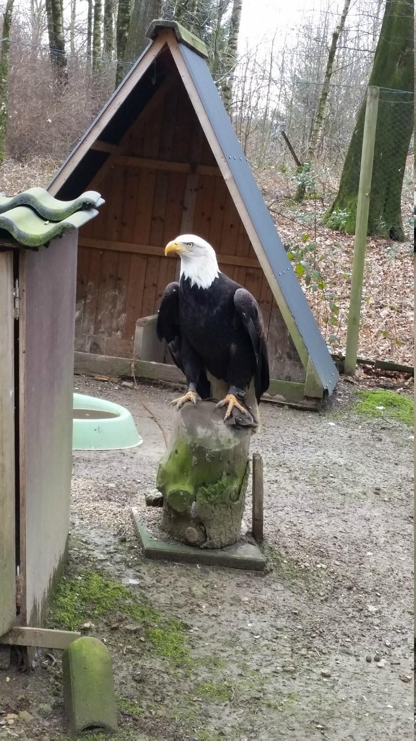 Falknerei Bergisch Land