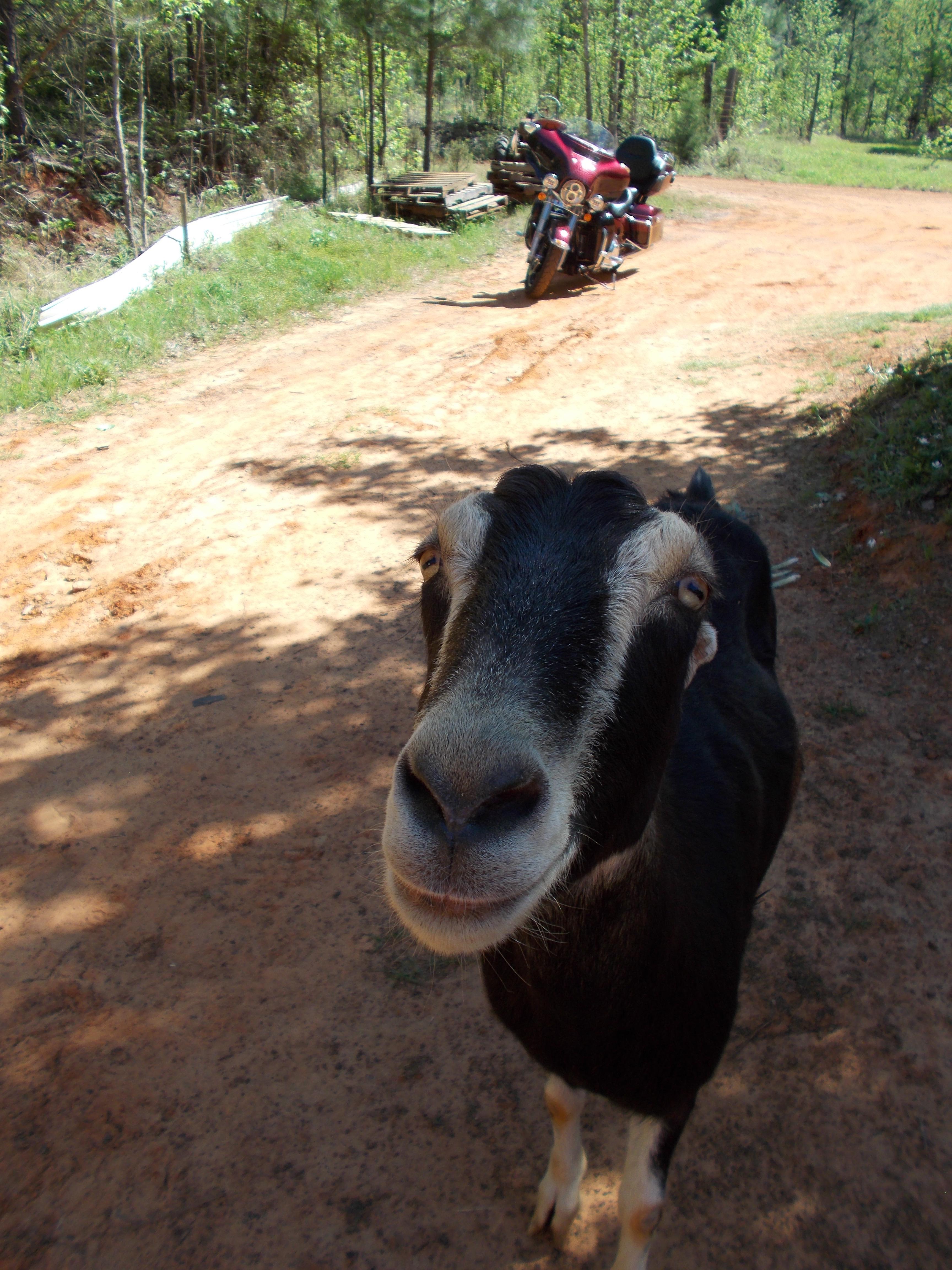 Maydelle Country Wines