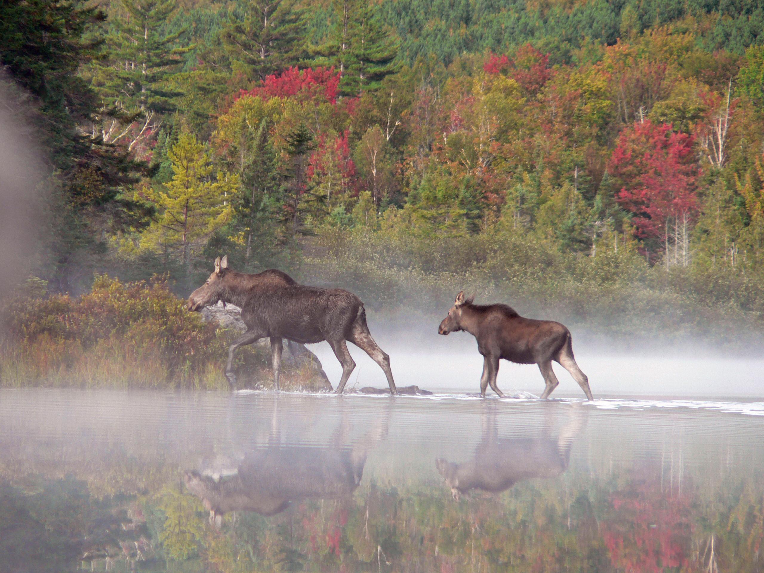 Lone Wolf Guiding Services