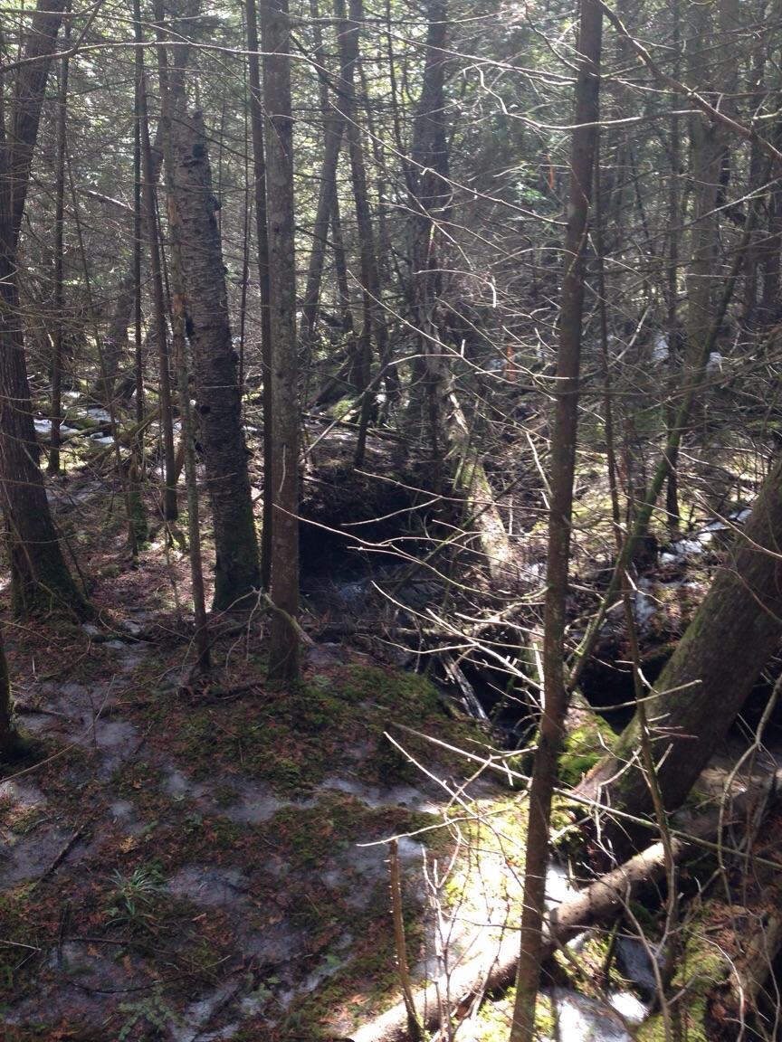 Cold Creek Conservation Area