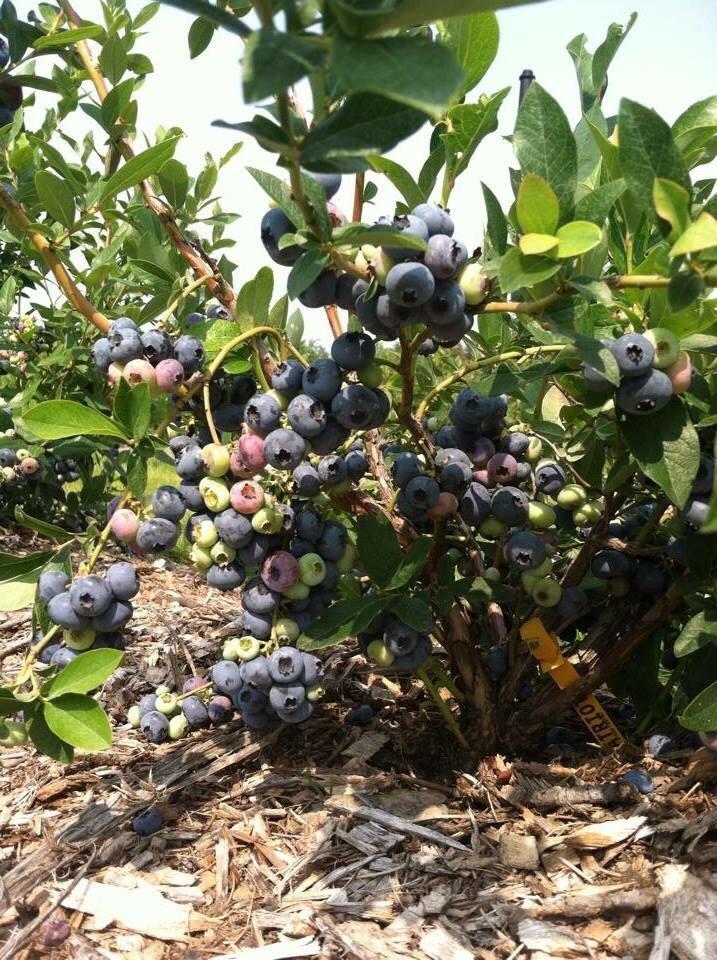 Up North Blueberry Farm