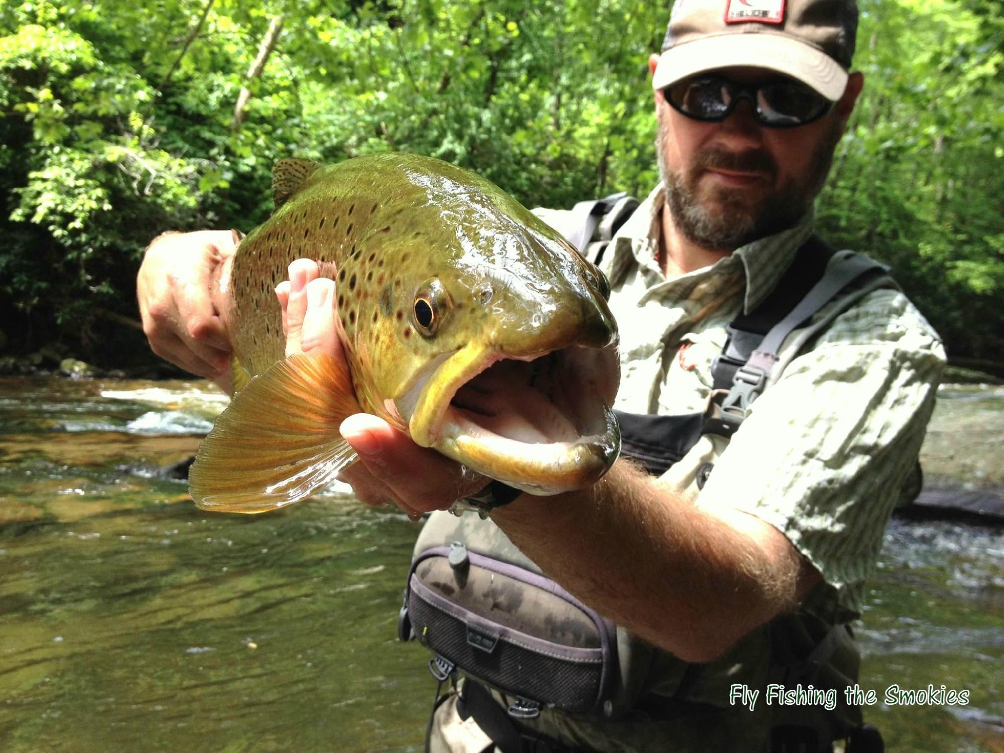 Fly Fishing the Smokies