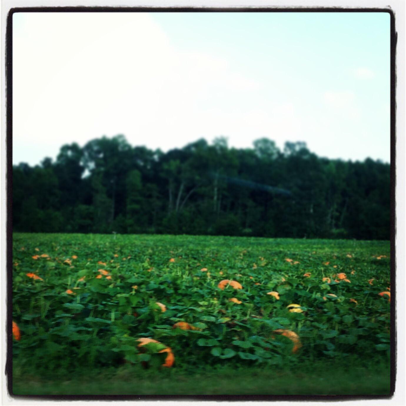 Porter Farms & Nursery